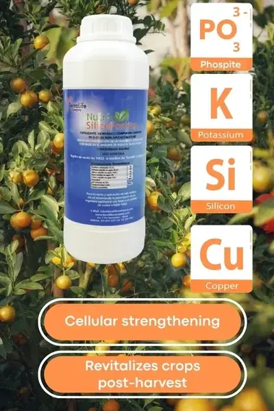 Product NutriSilice fosfito